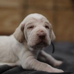 Girl 7 - White and orange female Bracco Italiano puppy in Williamsburg, Virginia from Eastern Breeze