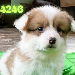 Puppy 5 - White and fawn female Pembroke Welsh Corgi puppy in Port Republic, Maryland from Bestfurends