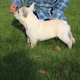 Jack - French Bulldog