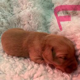 Girl 4 - Yellow female Labrador Retriever puppy in Reidsville, North Carolina from Wilson’s Pointers