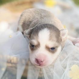 Goldie - Lavender female Pomsky puppy in Christiana, Tennessee from Smoky Mountain Pomskies