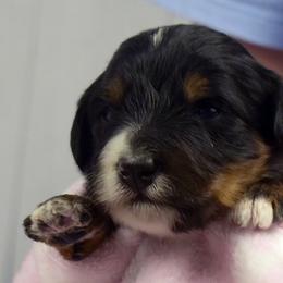 Purple Collar Girl - Tri-color female Bernedoodle puppy in Ogden, Utah from Salty Point Doodles