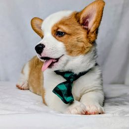 Waylon - Sable and white male American Corgi puppy in Clarksville, Tennessee from Cold Creek Family Farm LLC