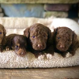 Aussiedoodles and Australian Shepherds from Australian Shepherds of 3/W Farms