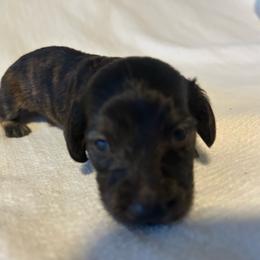 Marino - Brindle male Dachshund puppy in Sebring, Florida from Mini Weenies