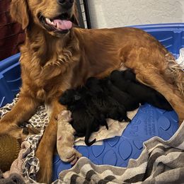 Goldendoodle puppies from A1Doodles