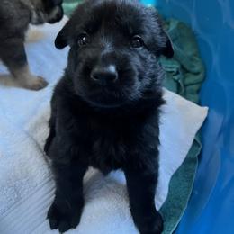 German Shepherd Puppies from German Shepherds of Virginia
