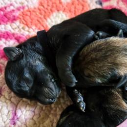 Vader - Bi-color male German Shepherd puppy in Southern Maryland, Maryland from Reddington Shepherds