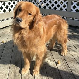 Benly - Golden Retriever