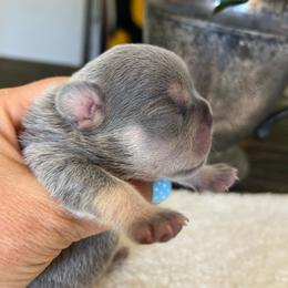 Doc - Blue fawn male French Bulldog puppy in Rathdrum, Idaho from Smart Pomskies and Frenchies
