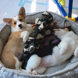 Pembroke Welsh Corgis and Poodles from Ivy League Poodles