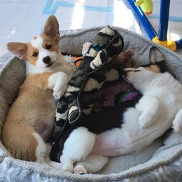 Pembroke Welsh Corgis and Poodles from Ivy League Poodles