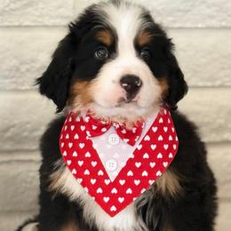 Duke - Tri-color male Bernese Mountain Dog puppy in Yuciapa, California from AlltheDoodlez_