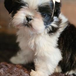 Dreamy - Black and white female Shih Tzu puppy in Sanger, California from Hillsides Shih-Tzu
