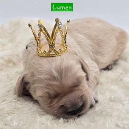 Lumen - Apricot male Goldendoodle puppy in Neillsville, Wisconsin from Granton Creek