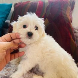 Girl K6 - White female Maltipoo puppy in Las Vegas, Nevada from Maltipoo_vegas