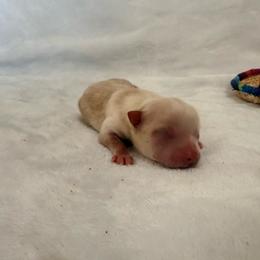 Johnny - Cream male Pomeranian puppy in Seneca, Missouri from Stephanie’s Puppy Colony