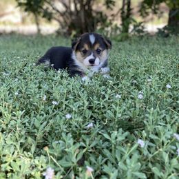 Pembroke Welsh Corgi Puppies from Bear Creek Corgis