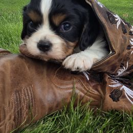 Frankie - Tri-color male Cavalier King Charles Spaniel puppy in Wapello, Iowa from Willow Rayne shelties and more