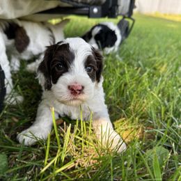 Choc Parti - Chocolate male Australian Labradoodle puppy in Wamego, Kansas from Doodles of Oz