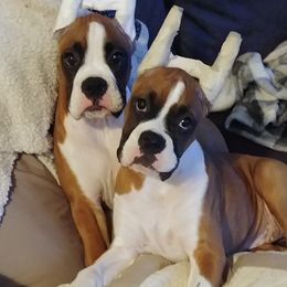 Boxer Puppies from Lando Boxers