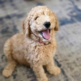 Jelly Bean (Red collar) - Apricot male Double Doodle puppy in Oceanside, California from Strong Mountain Doodles