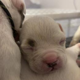 American Bulldog Puppies from DF's Unlimited Ruff