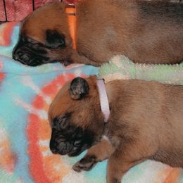 Belgian Malinois Puppies from Pyrex Kennels