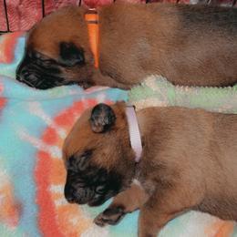 Belgian Malinois Puppies from Pyrex Kennels
