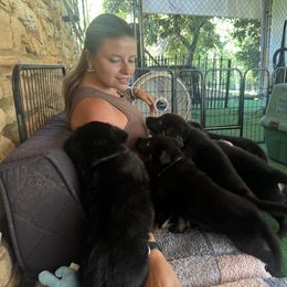 Boy 3 - Black and red male German Shepherd puppy in Rolesville, North Carolina from Ransomshire Shepherds