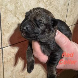Red Collar - Sable female German Shepherd puppy in Willington, Connecticut from Wertvoll German Shepherds