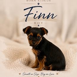 Finn - Black and tan male Yorkshire Terrier puppy in Delta, Colorado from SATA Kennels