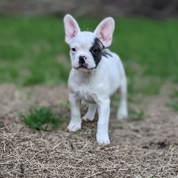 Sugar - Blue fawn French Bulldog puppy in Mesquite, Texas from G & K Frenchies LLC