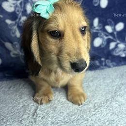 Fern - Dachshund