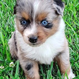 Boy 1 - Blue merle male Australian Shepherd puppy in Lawrenceburg, Kentucky from Wolf Creek Aussies And Aussiedoodles