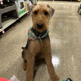 Airedale Terrier Puppies from Cool Hand Luke Kennels