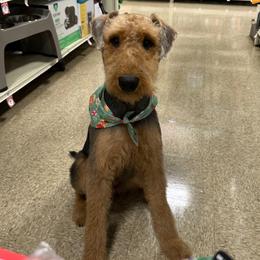 Airedale Terrier Puppies from Cool Hand Luke Kennels