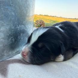Sweet Girl 3-Black Tri - Black tri-color female Australian Shepherd puppy in Mayfield, Kentucky from Hamilton Farms