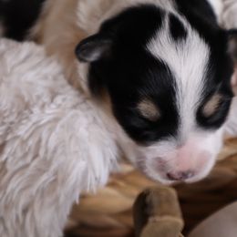 Girl 1 - Parti female Miniature Schnauzer puppy in Milmay, New Jersey from Butterleaf Farms