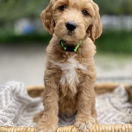 Goldendoodle Puppies from Totally Texas Doodles