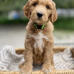 Goldendoodle Puppies from Totally Texas Doodles