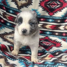Cinnamon - Blue merle male Australian Shepherd puppy in Cleveland, Tennessee from C&S Kennels