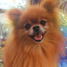 Kiwi - Orange sable female Pomeranian puppy in Albany, Oregon from Purrs N Poms