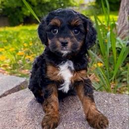 Nova - Black and tan female Cavapoo puppy in Salt Lake City, Utah from SunnySide Mini Doodles
