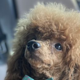 Rita - Poodle