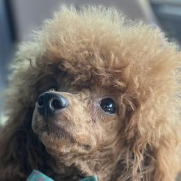 Rita - Poodle