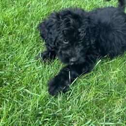 Bernedoodle, Goldendoodle, and Sheepadoodle Puppies from Dhalia’s Doodles