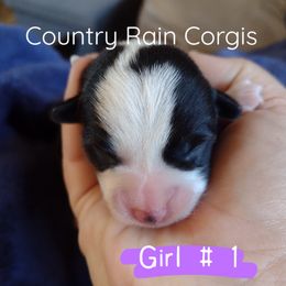 Girl 1 - Black and tan Pembroke Welsh Corgi puppy in Mc Alpin, Florida from Country Rain Corgis