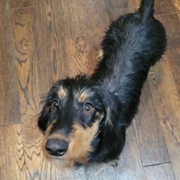 Ebi - Dachshund