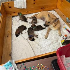 Chinook Puppies from Granite Hill Chinooks